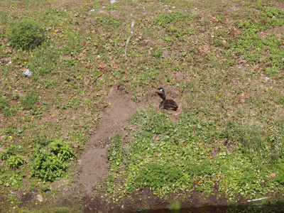 [The hillside is full of low-to-the-ground green vegetation except for a swath of dirt to the left of the goose and down the hillside to the water. She sits on the nest facing into the hillside.]